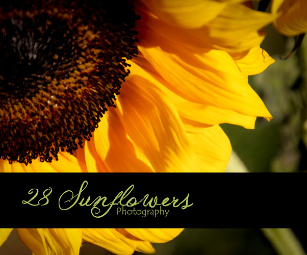 28 Sunflowers Photography