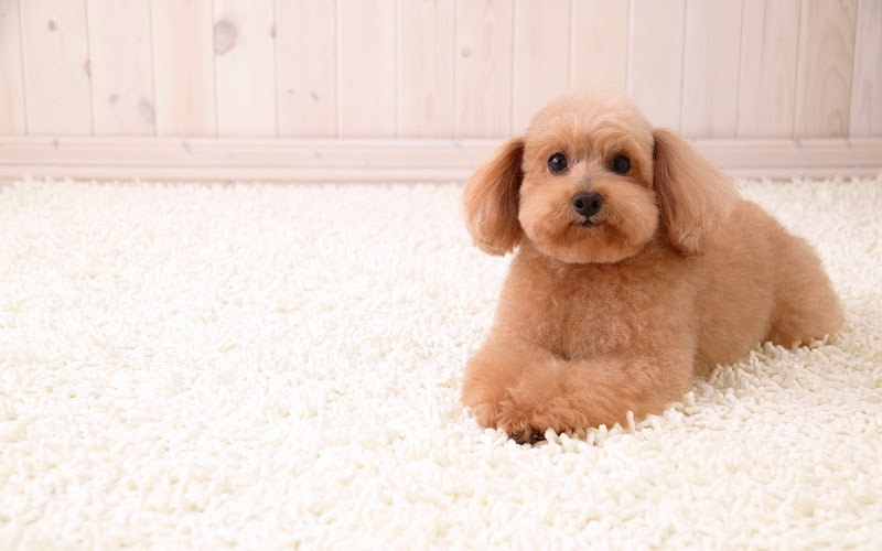 Tough Carpet and Rug Cleaning