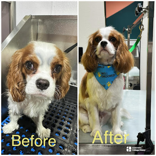 Well Groomed Pets – Henderson