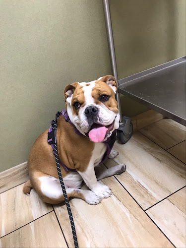Green Valley Animal Hospital
