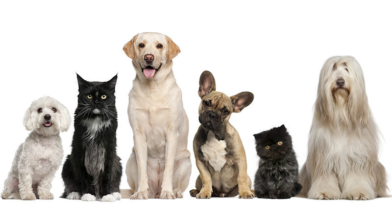 Henderson Animal Hospital